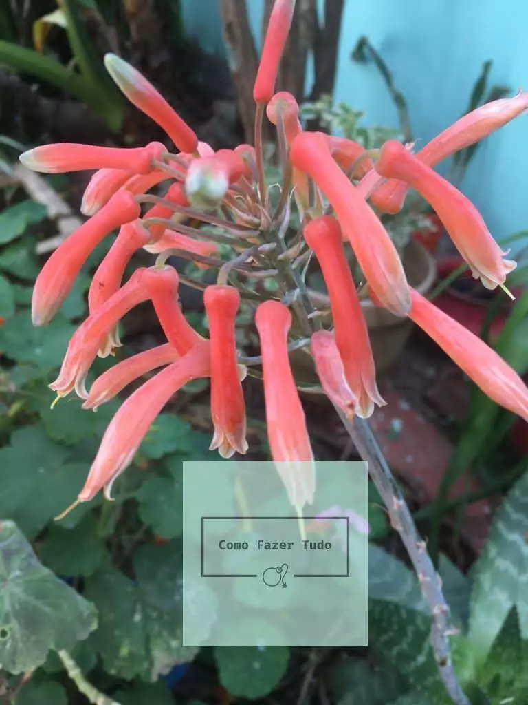 babosa maculata flor