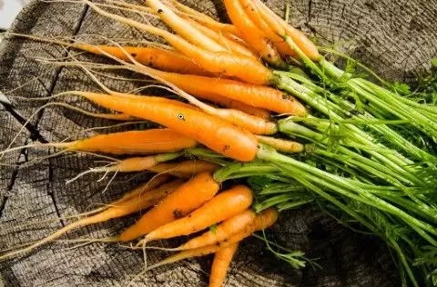 cenouras em vaso vegetais de crescimento rápido y fácil