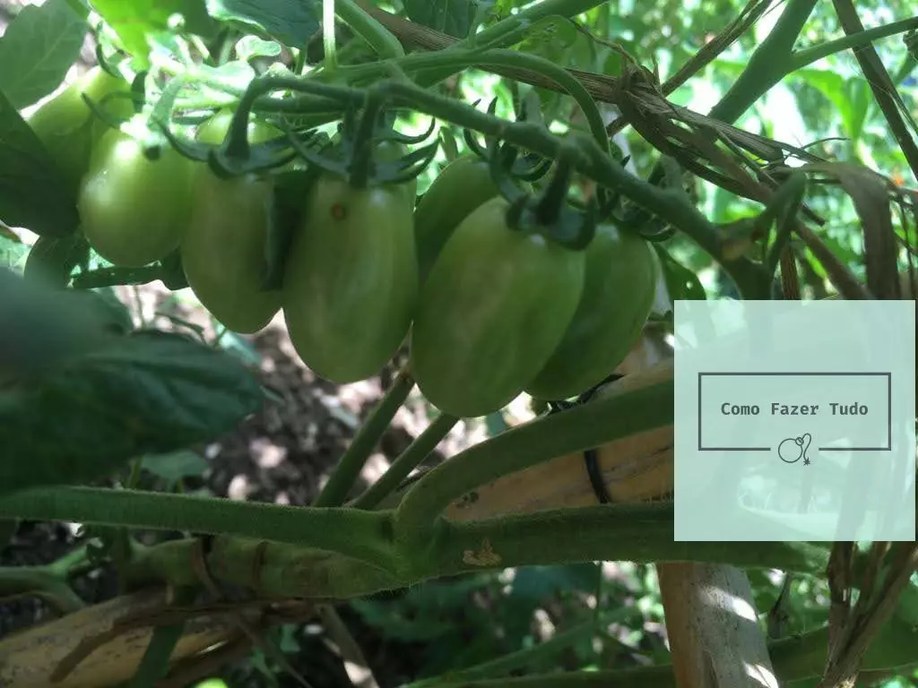 como plantar tomates cultivo de tomates