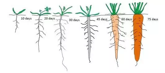 estágios de crescimento cenoura como plantar cenoura em vaso e no quintal