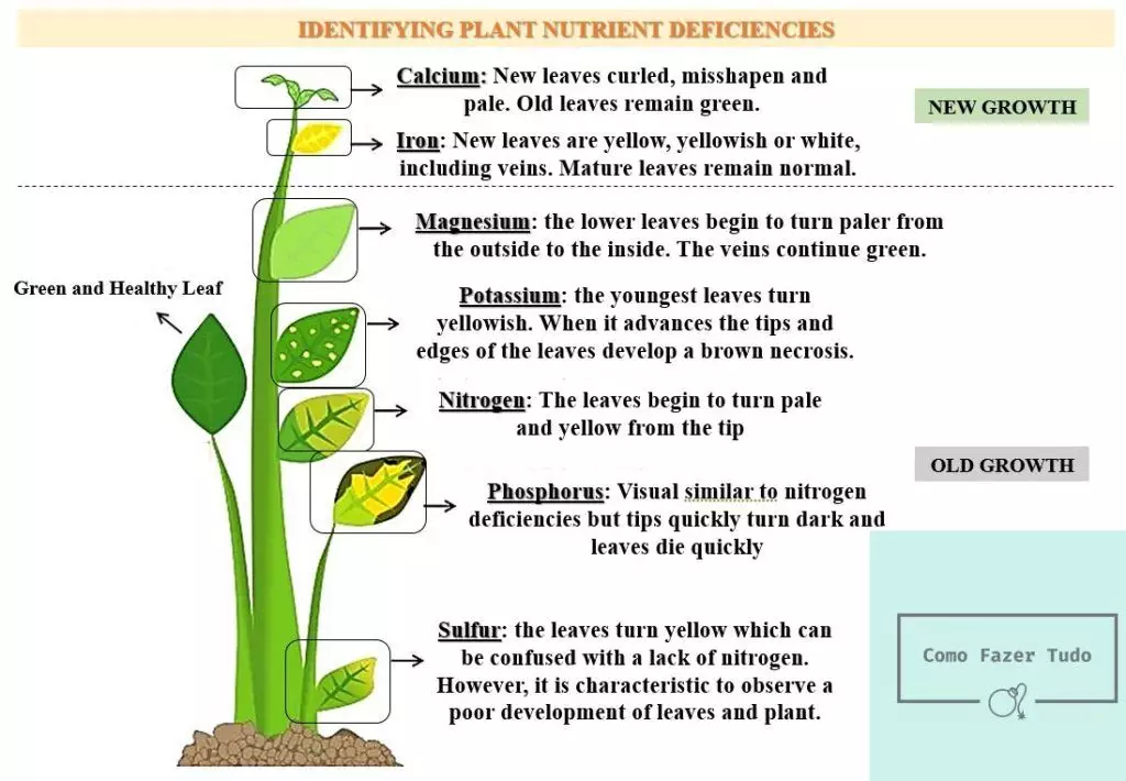 fertilizante para plantas deficiencia nutricionais folhas
