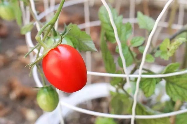 tomates para colheita