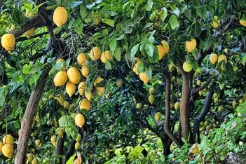 Como Plantar Limão Galego em Casa - Guia - 【2023 】Como Fazer Tudo