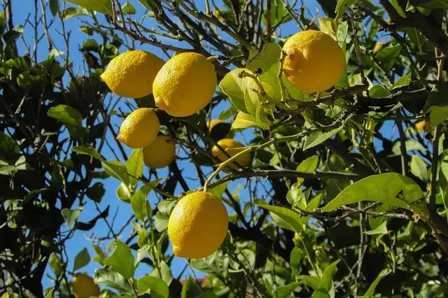 como-plantar limão passo a passo