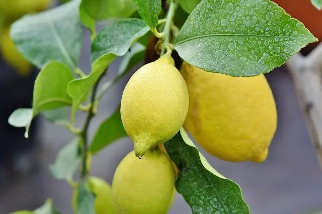 como plantar limão