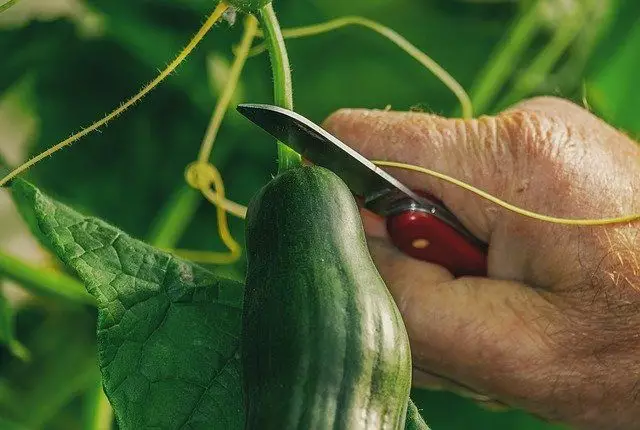 como plantar pepino colheita