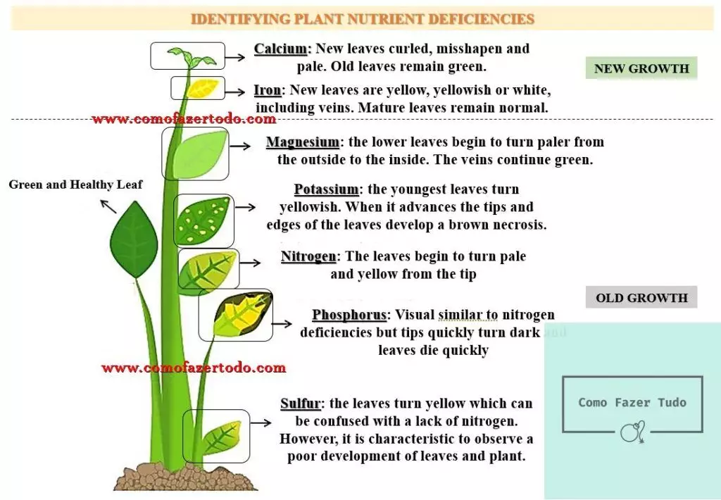 deficiência nutricional em plantas