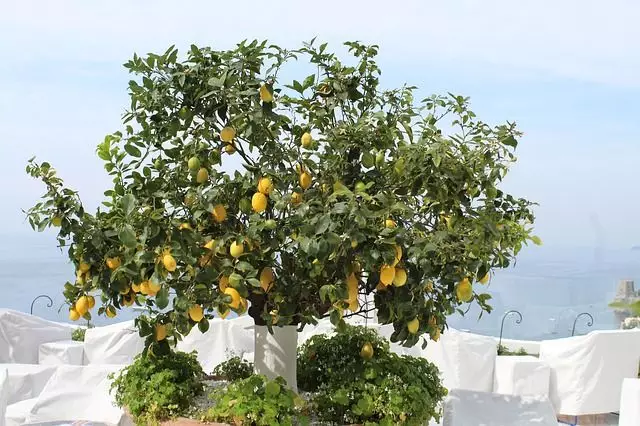 Aprenda Como Plantar Limão Siciliano e Cultivar o Limoeiro em Vaso e Quintal