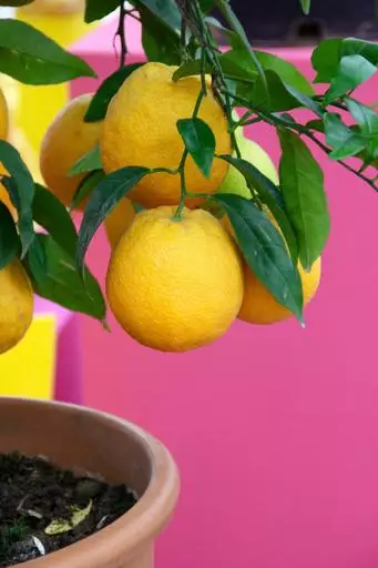 como plantar limão em vaso rega do Limão Siciliano em Vaso 