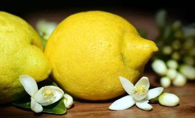 como plantar limão siciliano em vaso  Como Plantar Limão e Como Plantar Pé de Limão