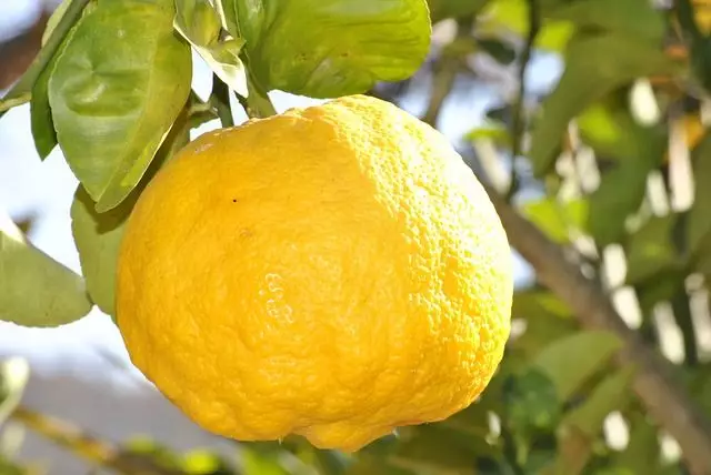 limão limoeiro
