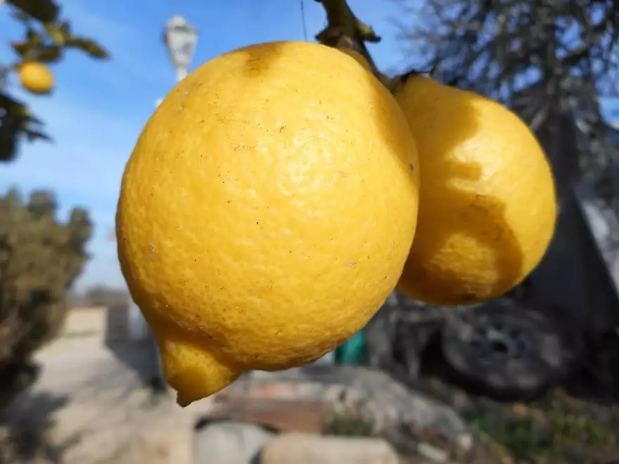 produção de limões em vasos limão siciliano
