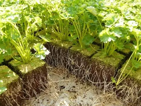 como plantar salsinha