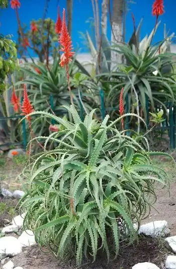 Babosa Aloe arborescens - Guia Completo -【2023】Como Fazer Tudo