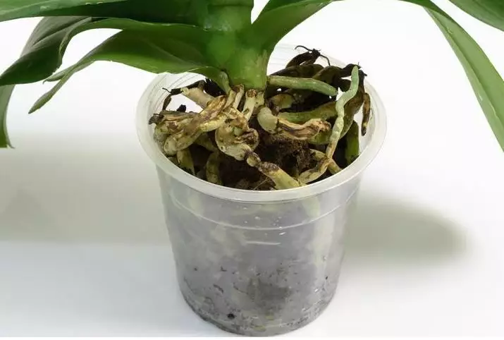 como mudar orquídea de vaso
