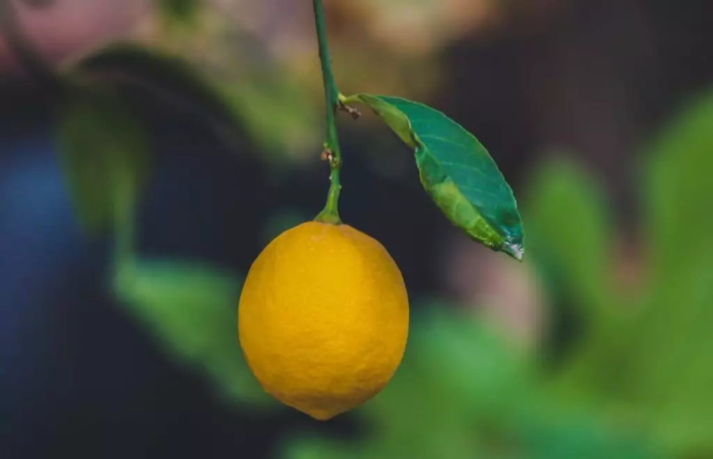 lemoeiro fruta limao