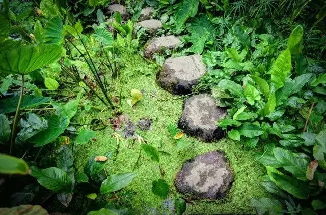 caminhos de pedra na lagoa