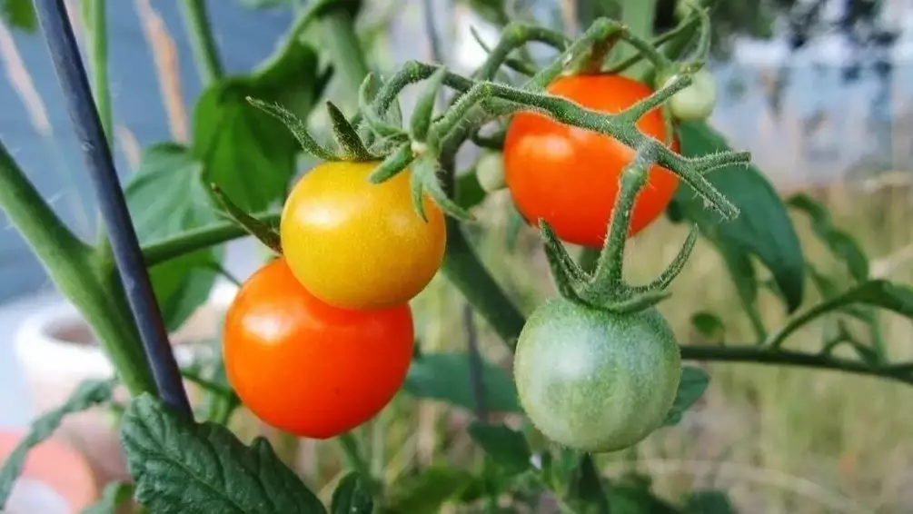 colheita tomate cereja