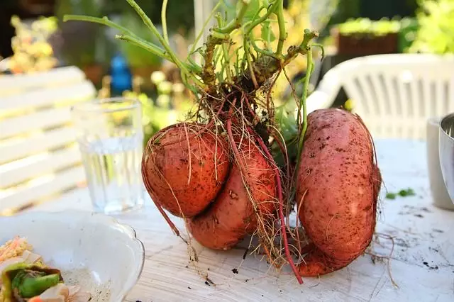 como plantar batata doce facil e simples