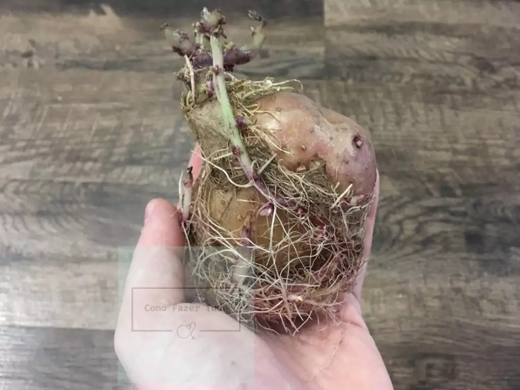 como plantar batata