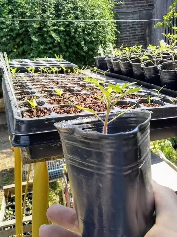 como plantar tomate cereja em vaso