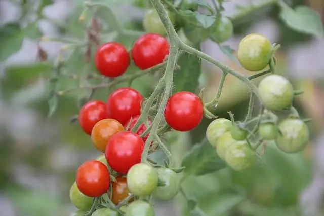 como plantar tomate cereja passo a passo