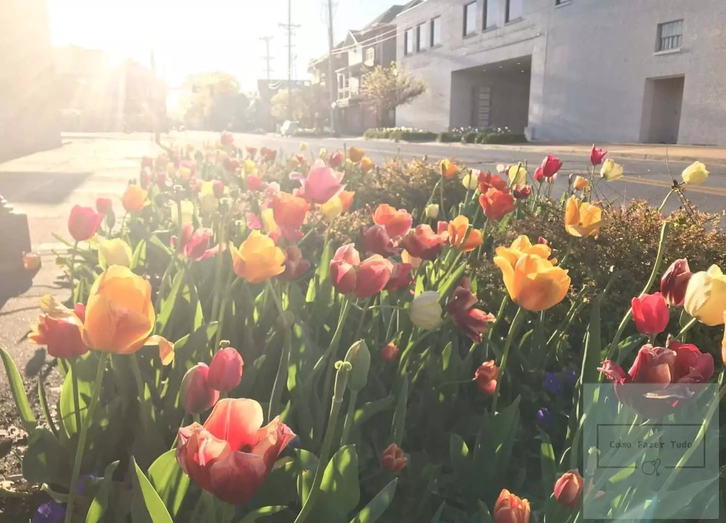 como plantar tulipas passo a passo