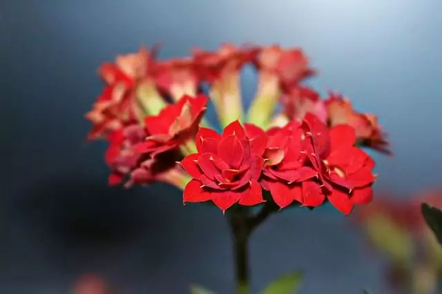 flor de kalanchoe
