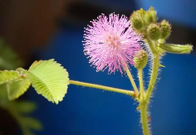 flor mimosa