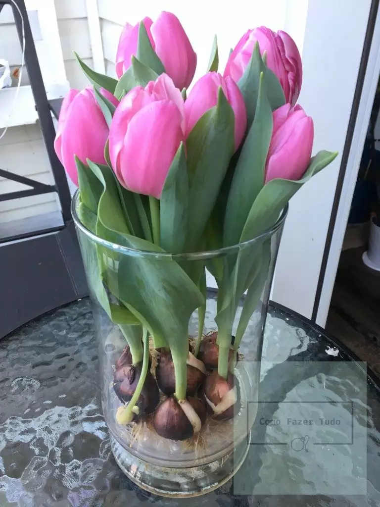 flores tulipas em vaso
