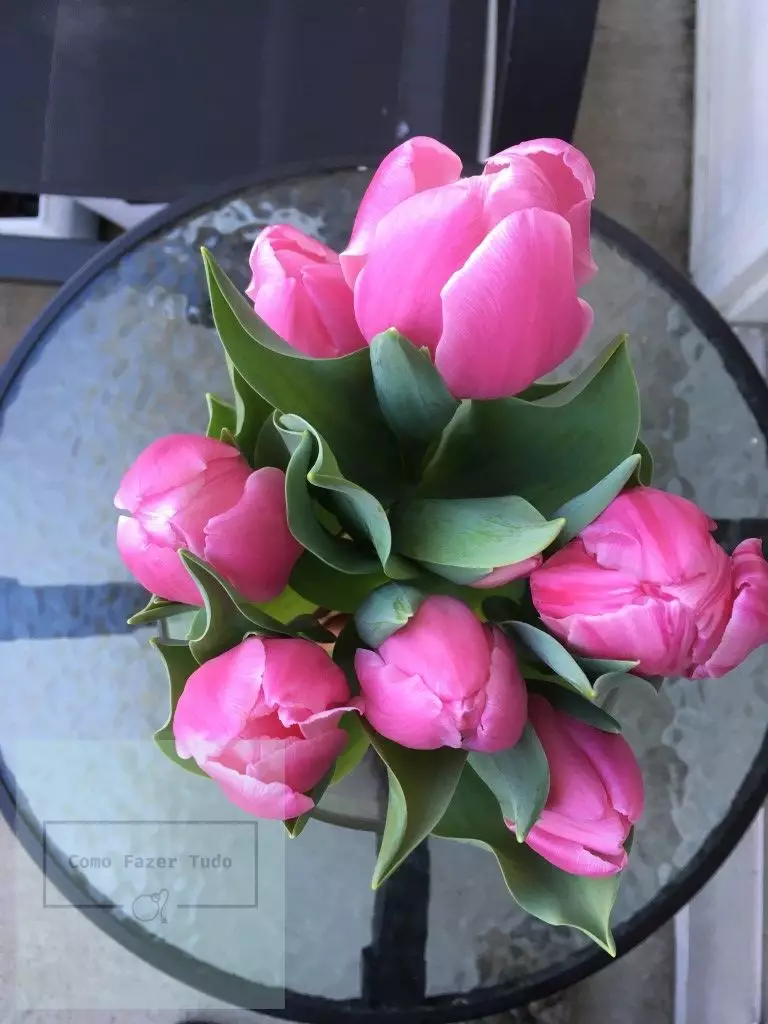 flores tulipas