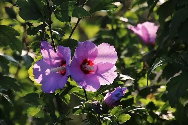 hibisco flores