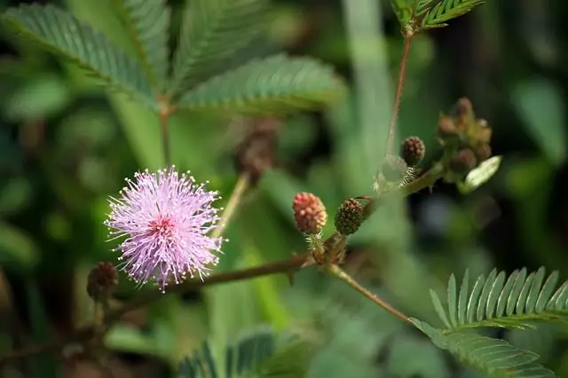 mimosa pudica flor