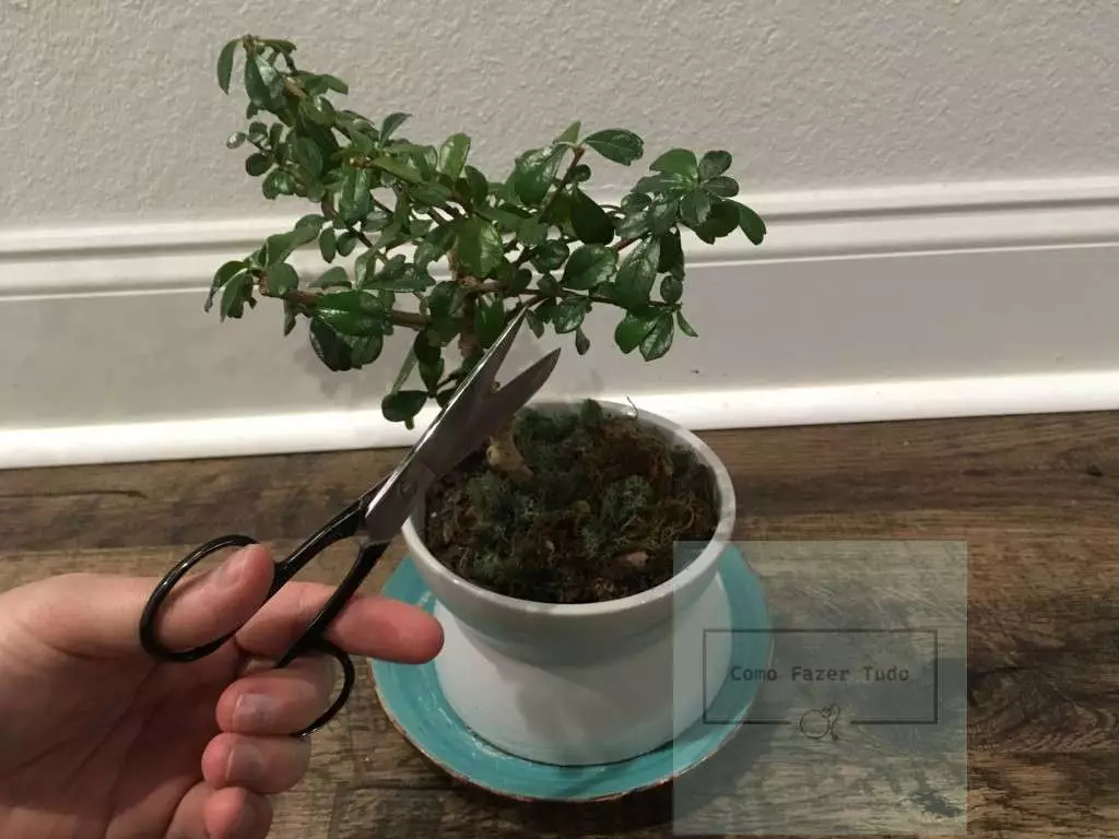 podar bonsai