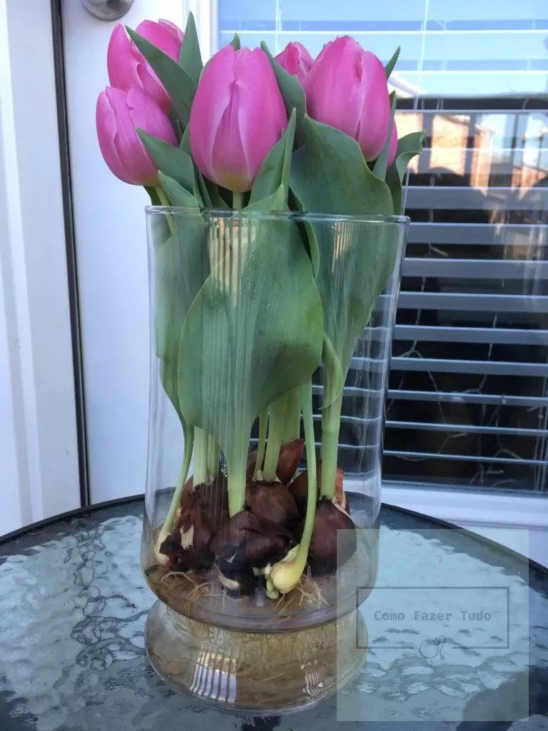 tulipas em vaso