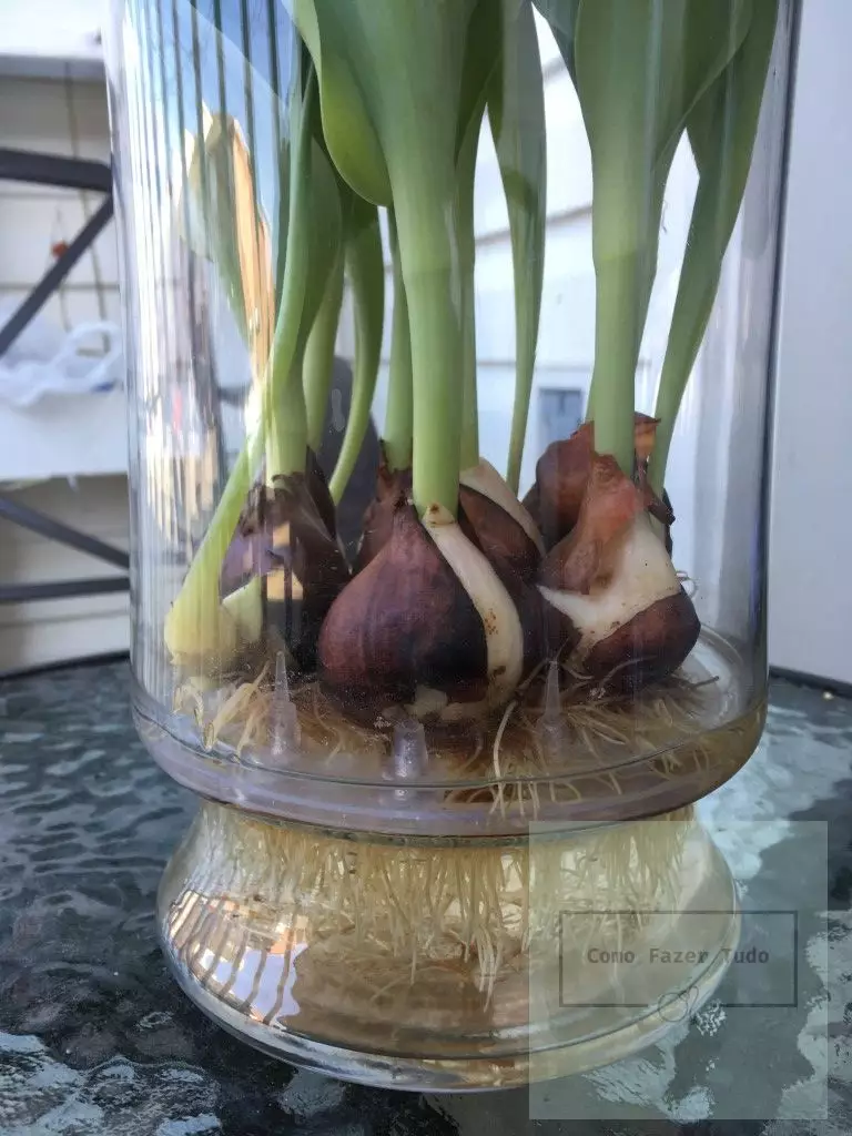 tulipas na agua