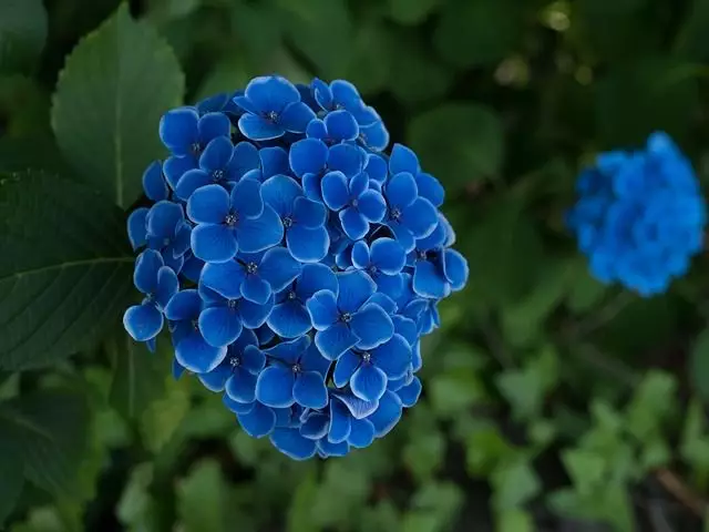 como cultivar hortensias azuis passo a passo