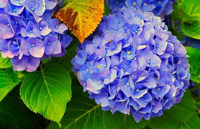como cultivar hortensias azuis