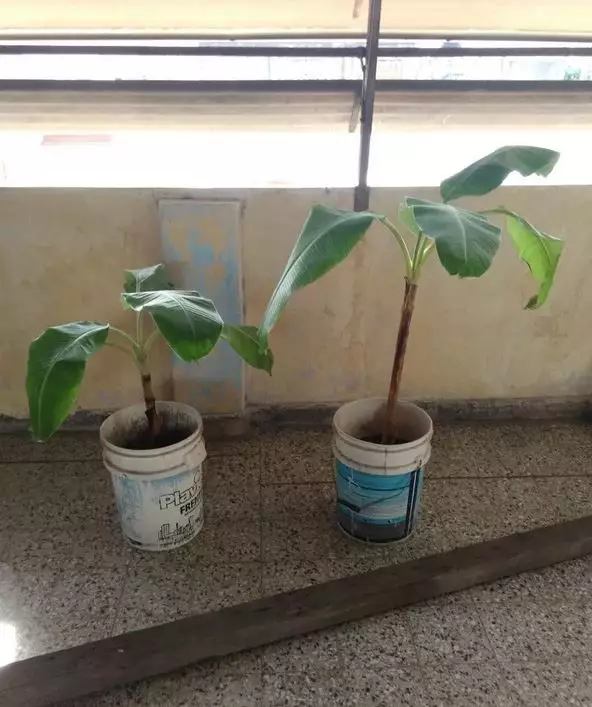 como plantar bananeira em vaso