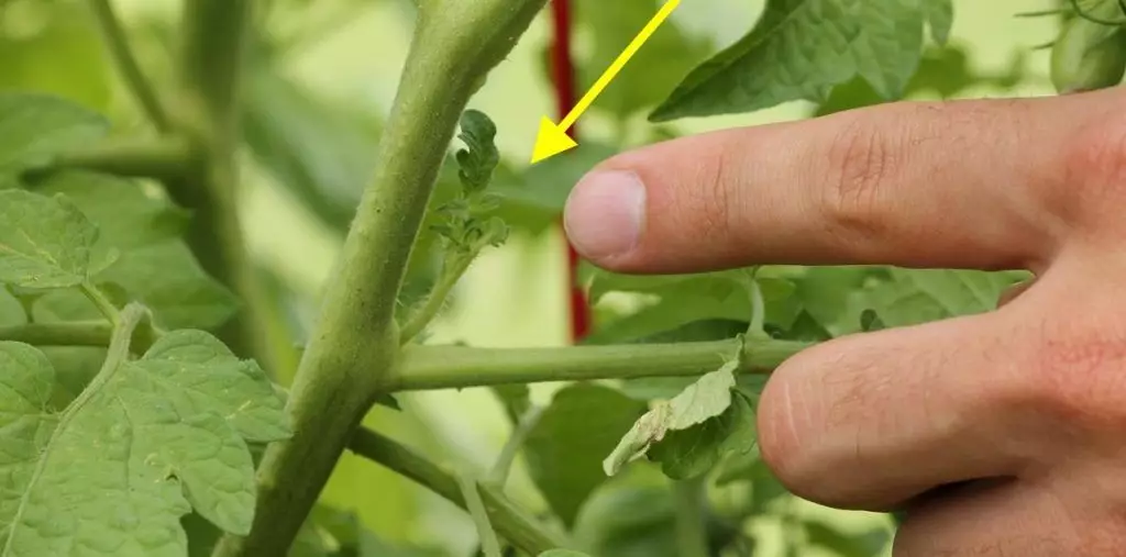 como podar tomate guia final