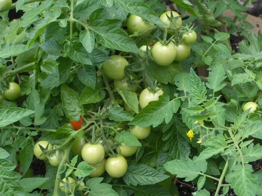 como podar tomateiro