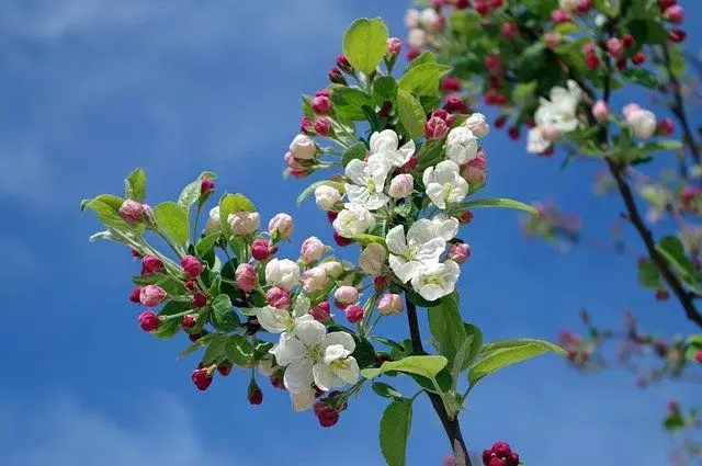 flores da maca árvore