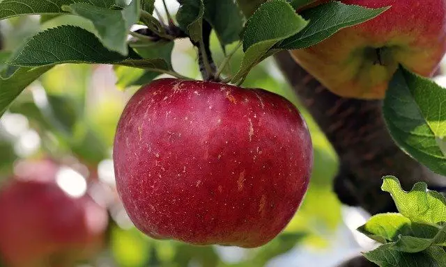 fruta macieira