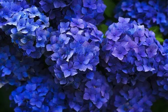 hortensias azuis em vaso