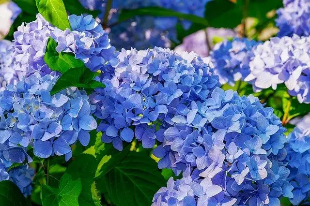 hortensias azuis jardim