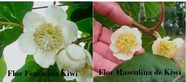 kiwi macho femininina pé de kiwi flores