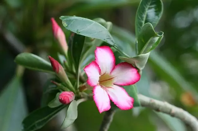 planta rosa do deserto