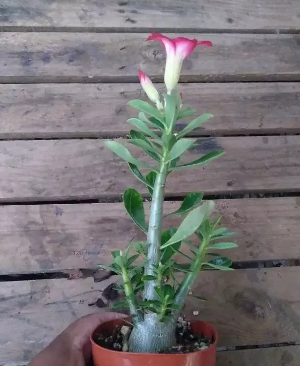 rosa do deserto em vaso