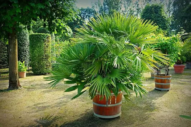 como plantar palmeira em vaso guia completo