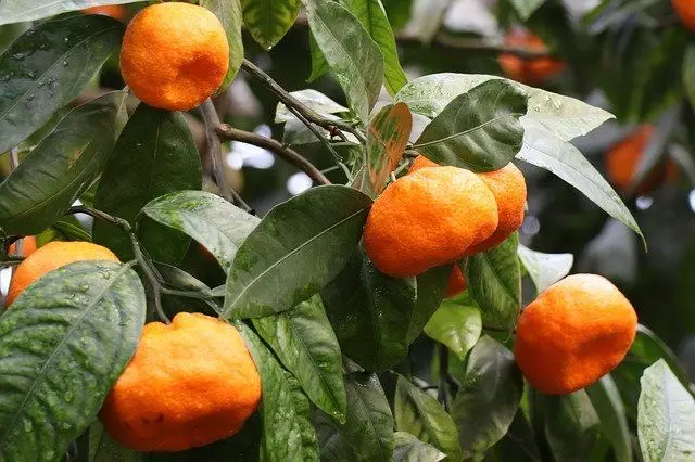como plantar tangerina